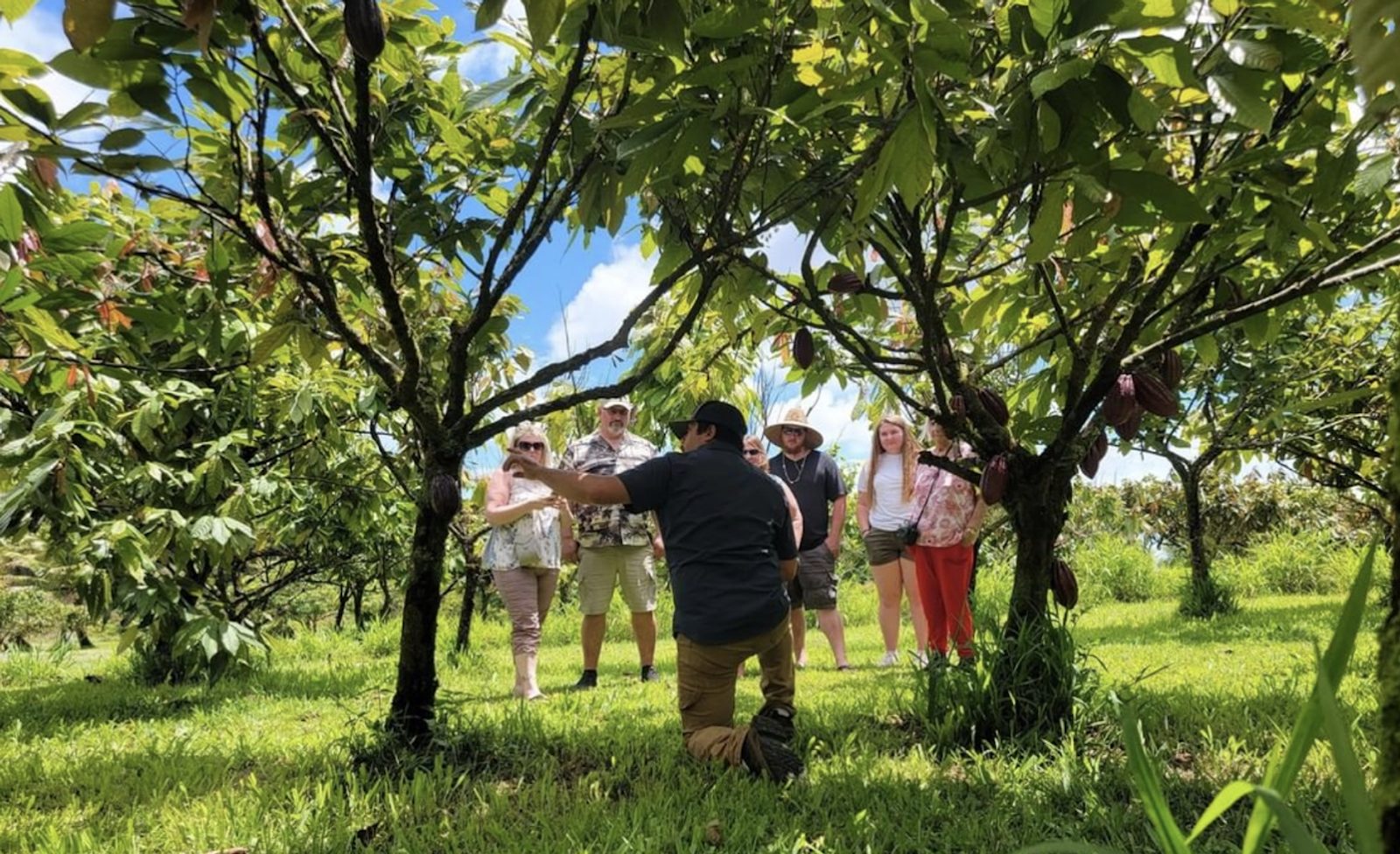 A guide kneeling under cacao trees hung with dark red pods, explaining the orchard to a small group of guests