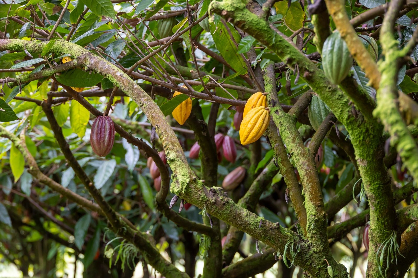 Yellow, green and deep red cacao pods hanging from mossy branches inside the orchard