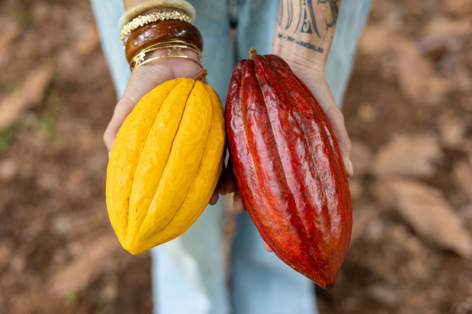 Two hands holding a ripe yellow cacao pod and a glossy red one side by side