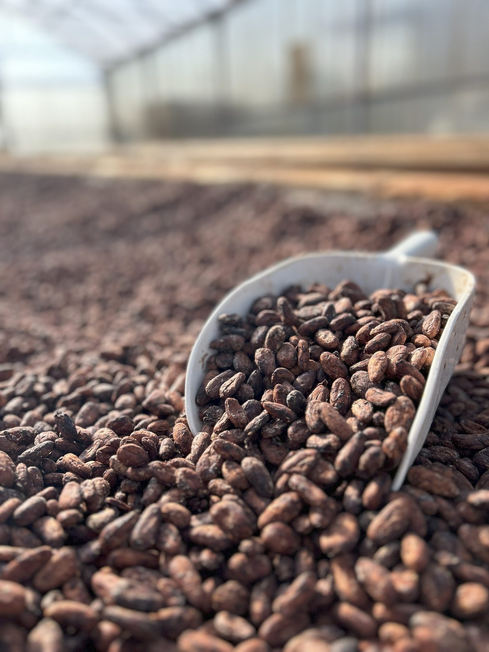 A white scoop full of dried cacao beans resting on a drying bed of beans inside a covered greenhouse