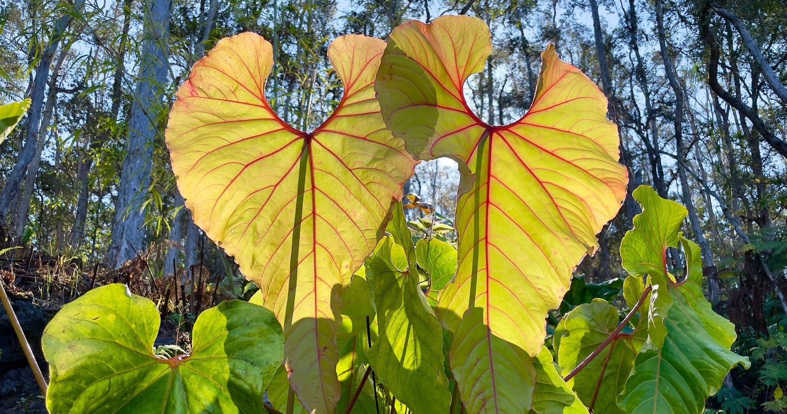 Two huge heart-shaped leaves with red veins glowing in the sun against a stand of tall, pale-barked trees