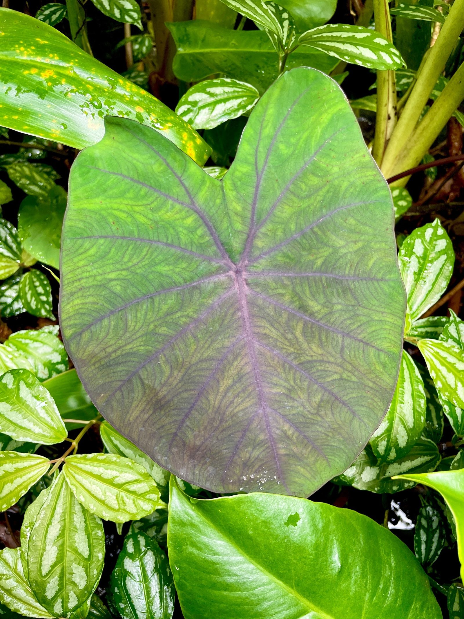 A dark green, heart-shaped leaf with purple veins, beaded with mist, surrounded by silver-striped groundcover