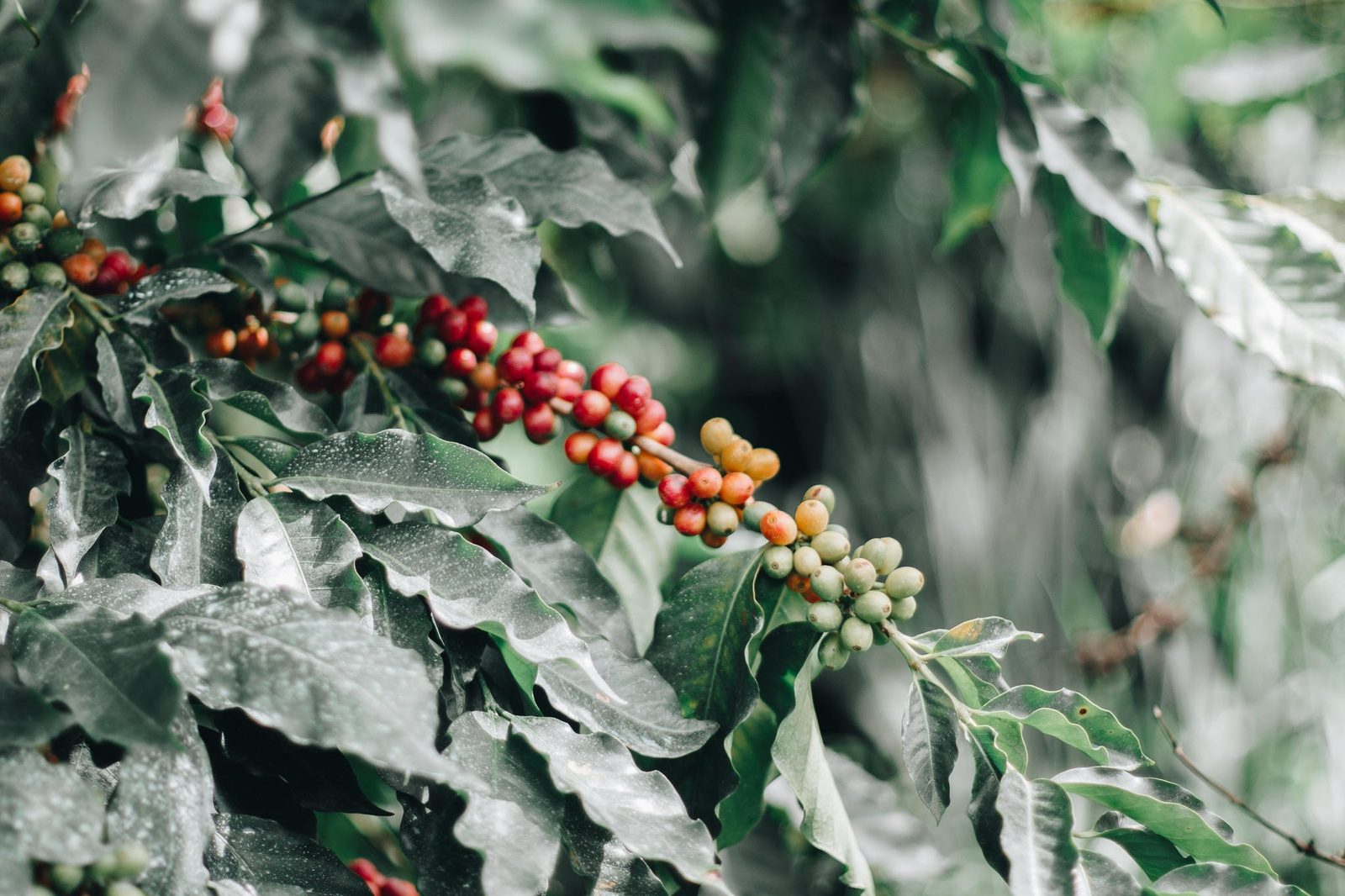 Clusters of ripening coffee cherries in red, orange and green on a coffee tree branch