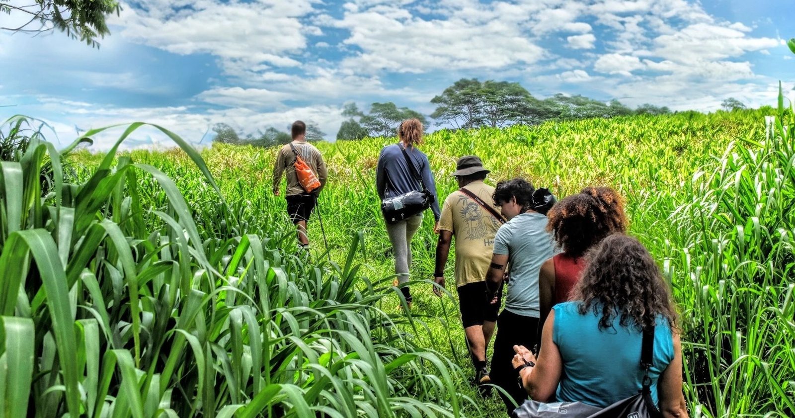 A line of hikers following a guide along a grassy path through tall green grass under a bright, cloudy sky