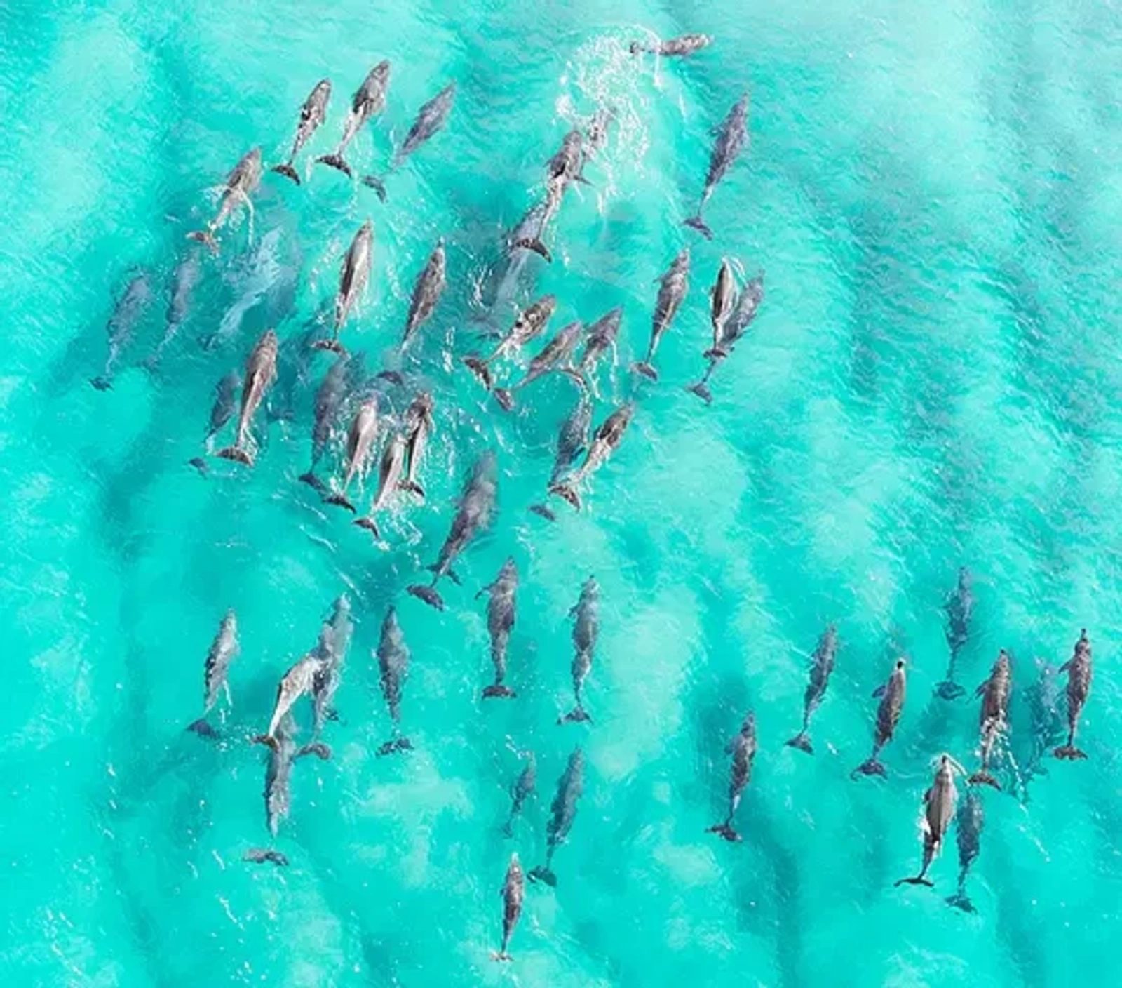 A large pod of dolphins swimming together through bright turquoise water, seen from directly above