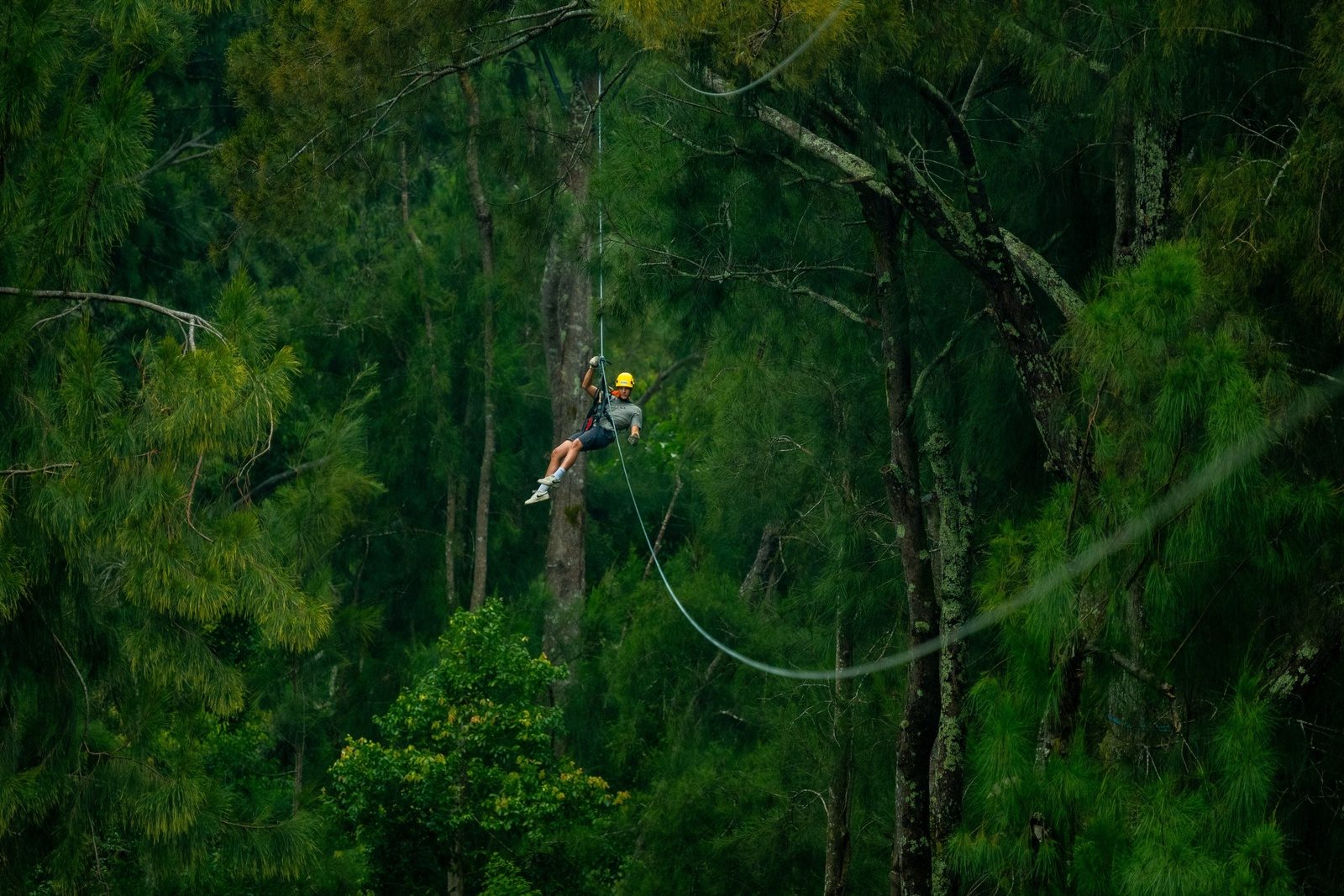 A lone zipliner small against a wall of tall green ironwood trees, riding a long cable through the canopy
