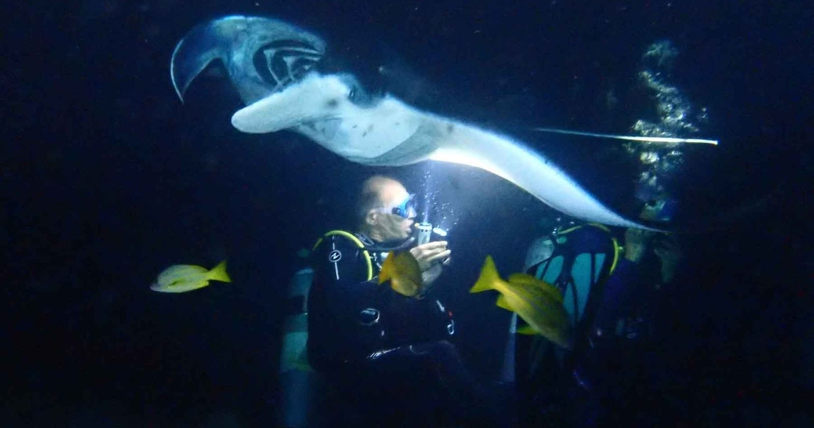 A manta ray sweeping low over a diver's head at night, lit by dive lights, with yellow snapper swimming past
