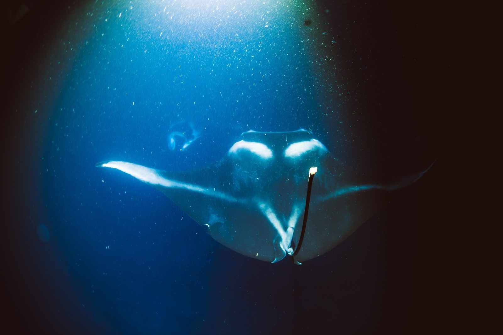 A giant manta ray gliding toward the camera through a column of dive light in the dark Kona water