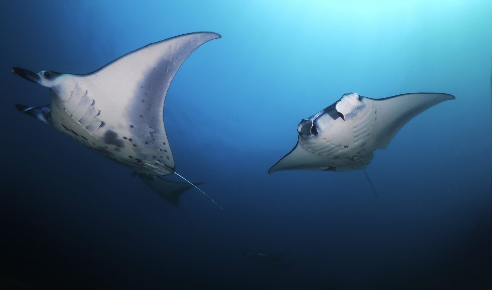 Two manta rays gliding past each other in open blue water, showing the dark spot patterns on their white bellies