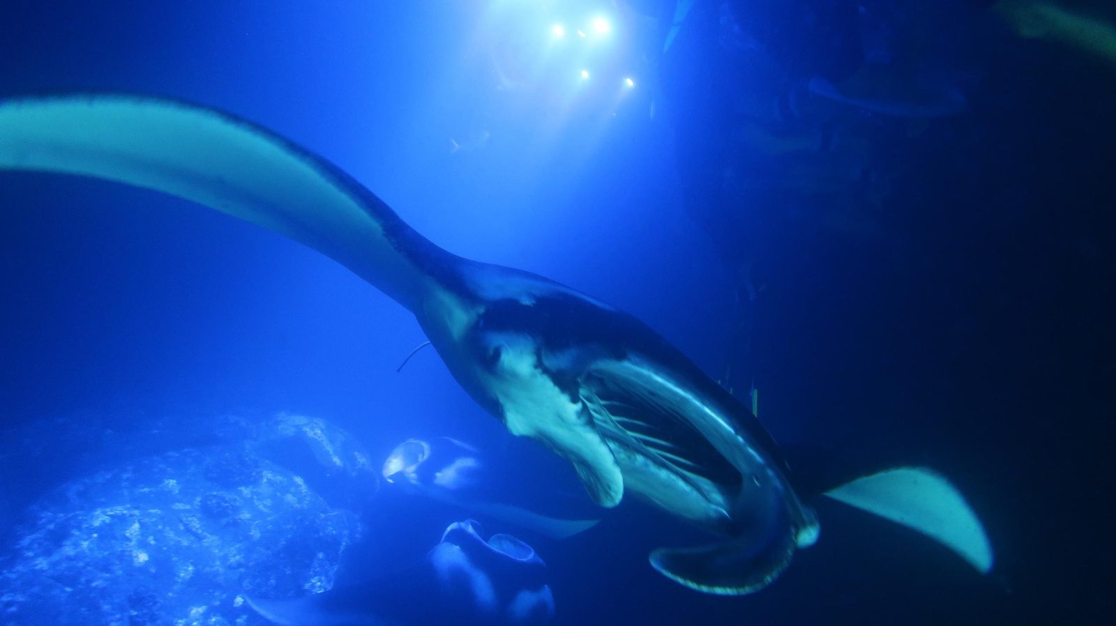 A manta ray with its mouth wide open and gill rakers showing, feeding under bright lights with more mantas circling near the rocky bottom