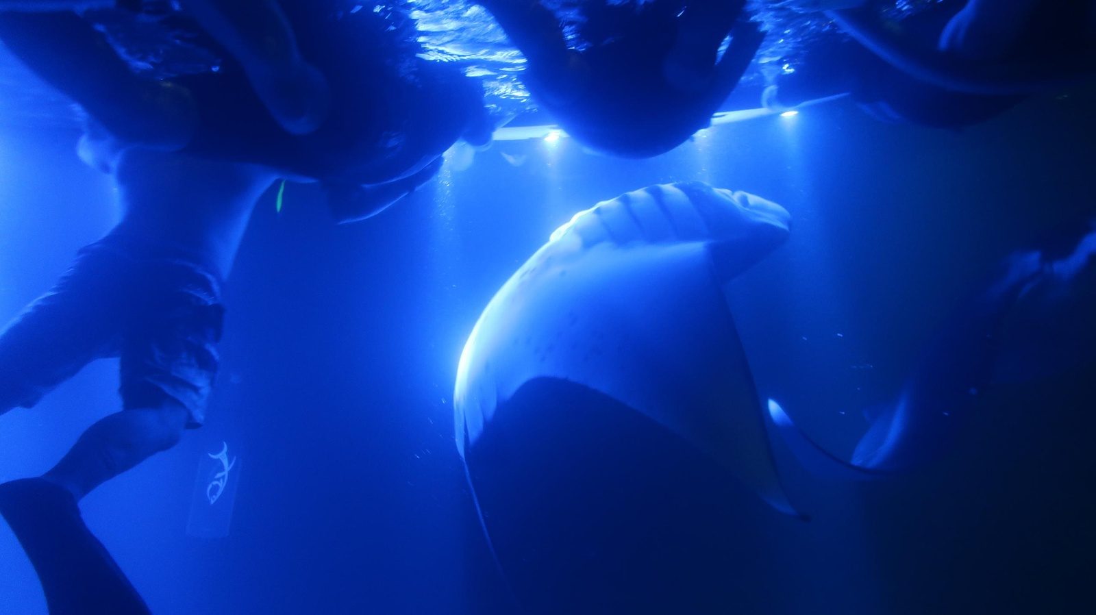Snorkelers floating face down along a lighted board at night as a manta ray rises toward them from below