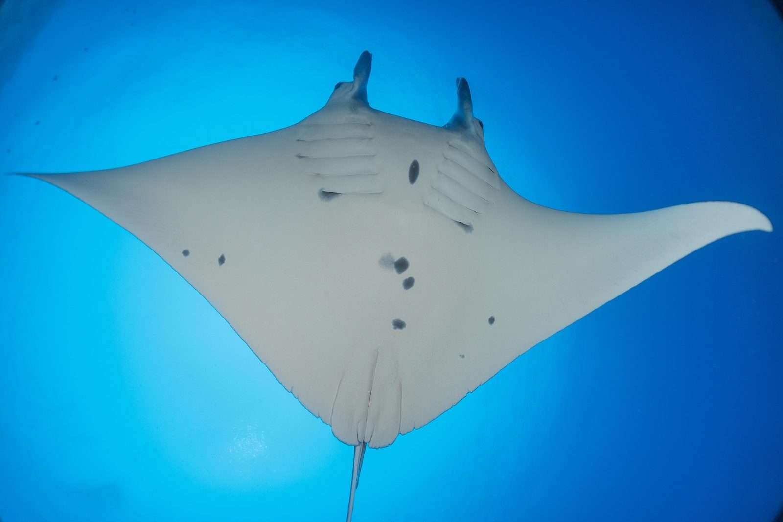 The white underside of a manta ray seen from directly below, its wings spread wide against bright blue water
