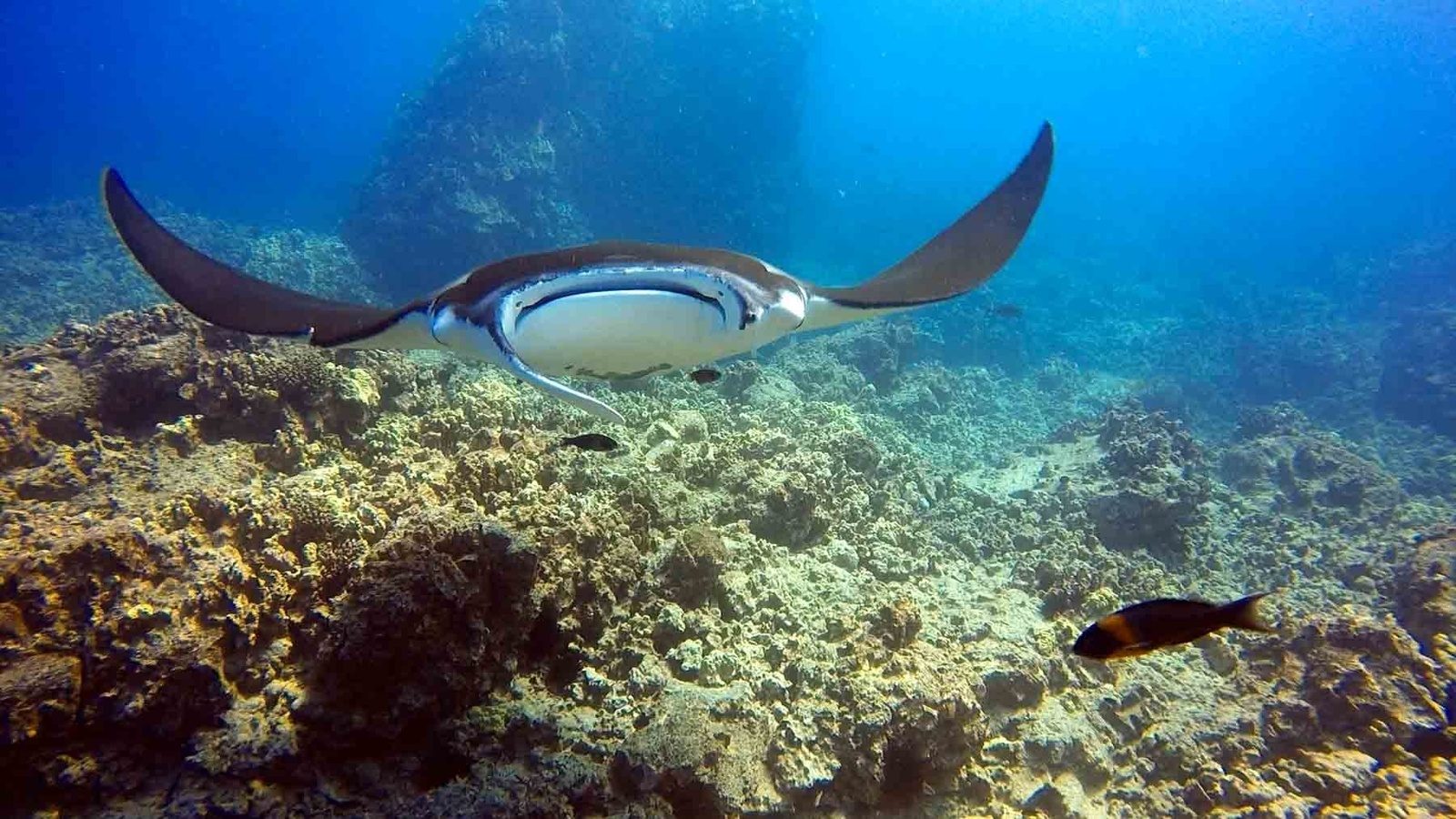 A manta ray gliding toward the camera over a rocky Kona reef in clear blue daylight water