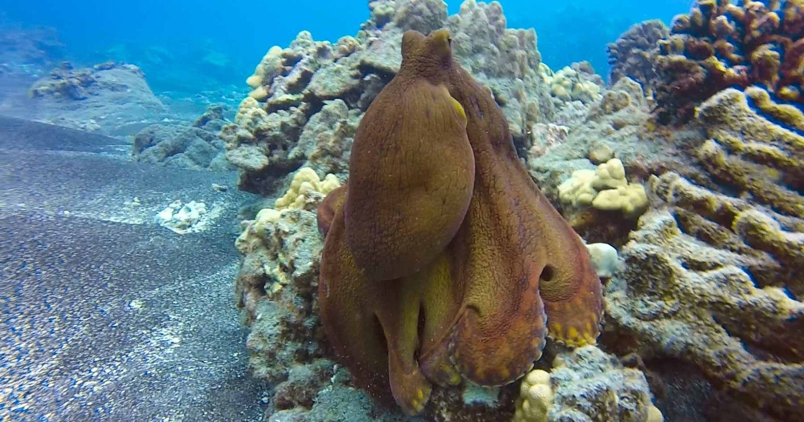 A reddish-brown octopus pressed against a coral head beside a slope of dark volcanic sand