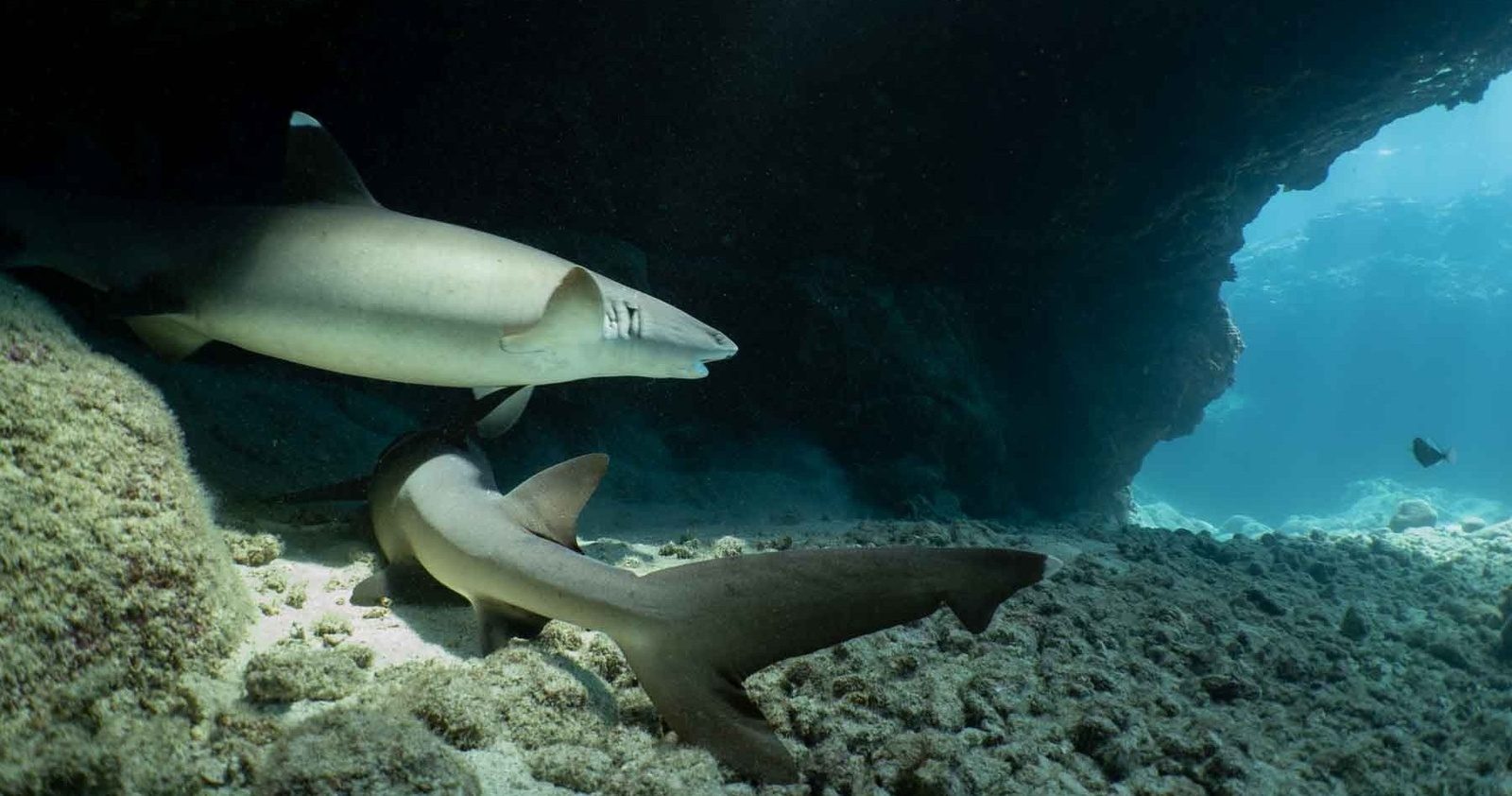 Two whitetip reef sharks resting on the sandy floor of an underwater lava cave, with blue light at the entrance