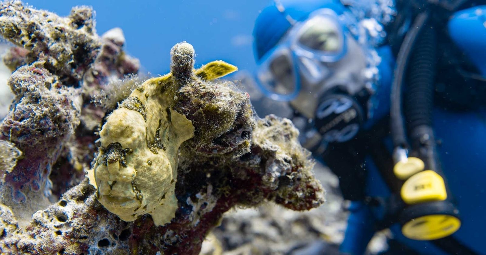 A yellow frogfish camouflaged on a rock while a diver in a blue mask looks on from behind