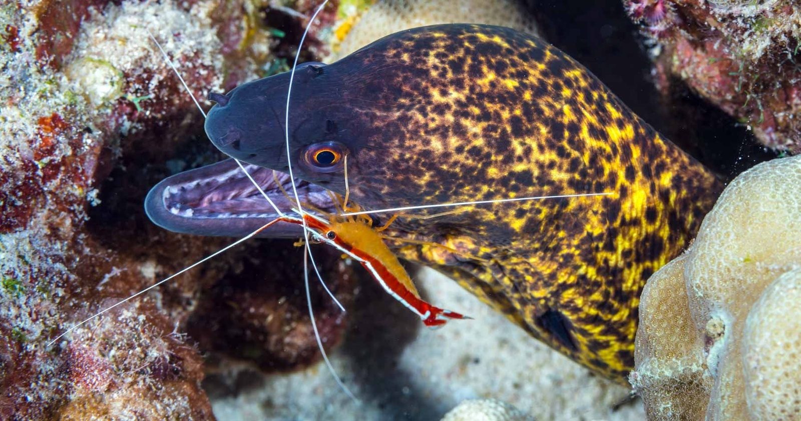A yellow-spotted moray eel with its mouth open as a red-and-white cleaner shrimp works around its jaw