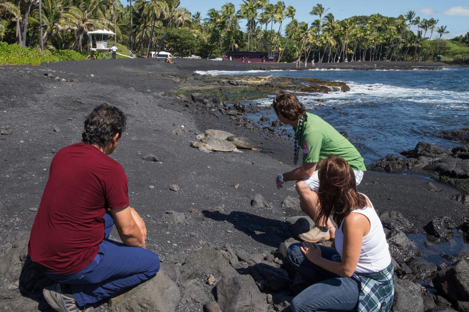 Two visitors and a guide crouched on a black sand beach watching green sea turtles rest near the waterline, with palm trees behind
