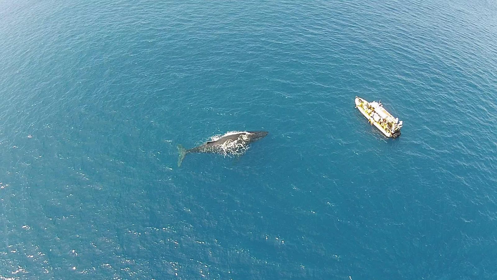 Overhead drone view of a humpback whale surfacing in calm blue water beside a small raft full of guests